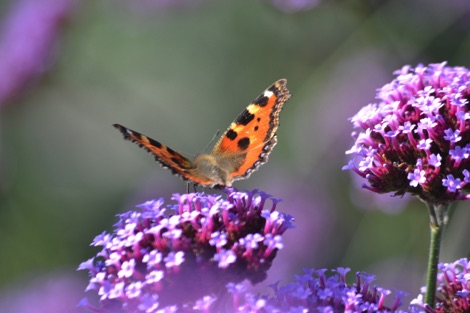 Tortoiseshell butterfly on a purple flower
